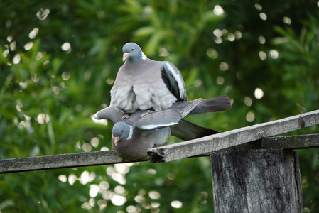 冒热气摄影照片_两只鸽子在木头上冒着热气，翻译成公园绿树成荫的背景