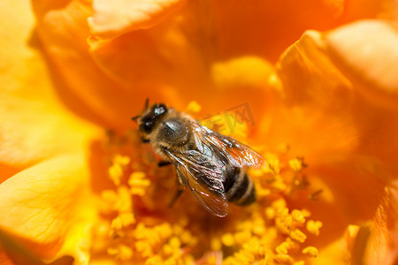 蜜蜂以花粉为食