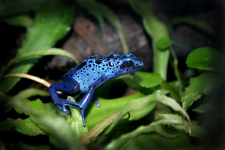 蓝色箭毒蛙