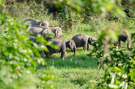 五五大促摄影照片_亚洲象是亚洲的五大动物