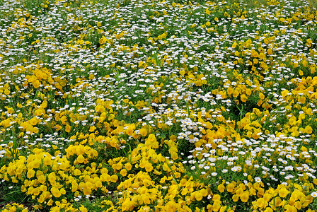 草原花朵摄影照片_开着白色和黄色花朵的绿色草地。