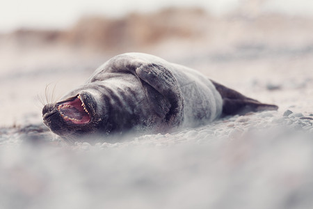 年轻的大西洋斑海豹，德国黑尔戈兰