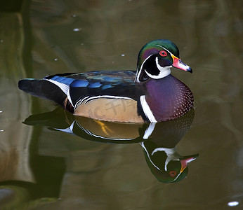 Carolina Wood Duck 倒影