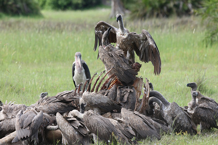 野生格里芬秃鹰非洲大草原肯尼亚危险鸟