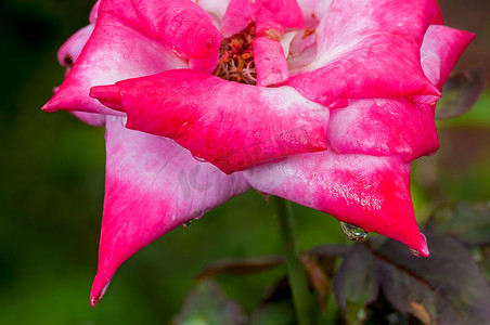 垂悬红色玫瑰花瓣的水滴，新鲜，自然，关闭， m