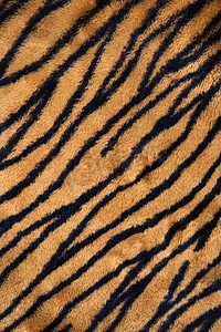 虎摄影照片_虎纹地毯。