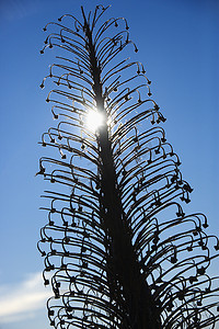 毛伊岛哈雷阿卡拉的 Silversword 植物。