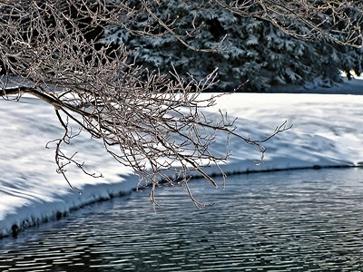 冬季通风摄影照片_冬季树枝悬垂池塘