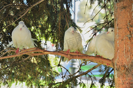 粉颈绿鸽 (Treron vernans)，栖息在树枝上，捕捉一些树枝准备筑巢，bac
