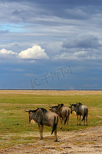 非洲角马摄影照片_放牧的非洲角马群