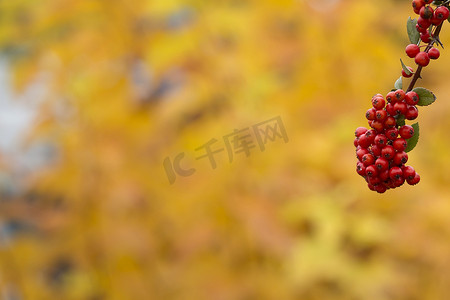 秋季背景中的红罗文