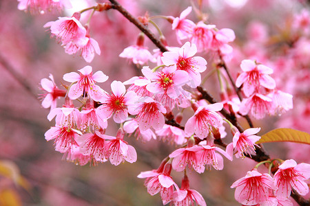粉色的樱桃花摄影照片_野生喜马拉雅樱桃花