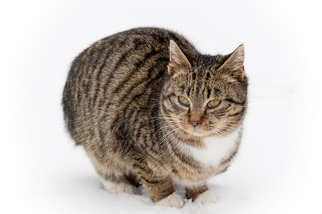 天猫新风尚秋冬摄影照片_雪地里的猫