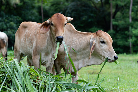 关闭吃草的年轻母牛。