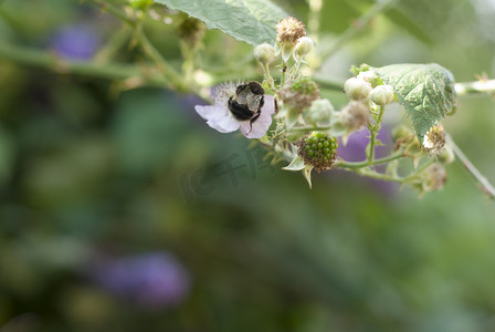 蜜蜂从花中采集花粉