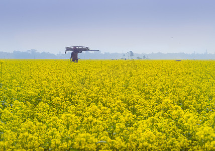 油菜花背景摄影照片_美丽的黄芥末花在美丽的田野里，蓝天前金黄色的油菜花田，