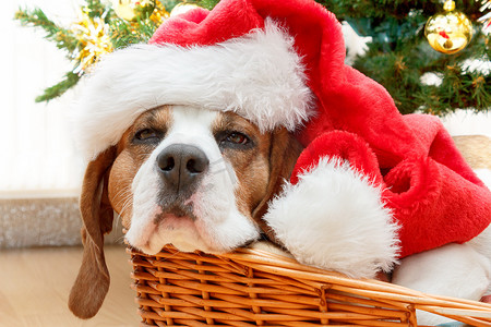 睡着的狗戴着圣诞老人的帽子