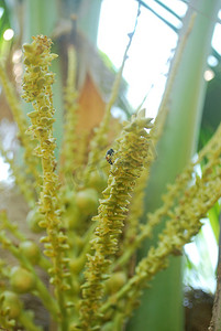 椰子花粉。