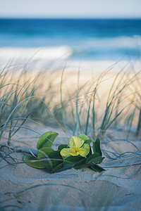 阳光海岸努萨的阳光海滩