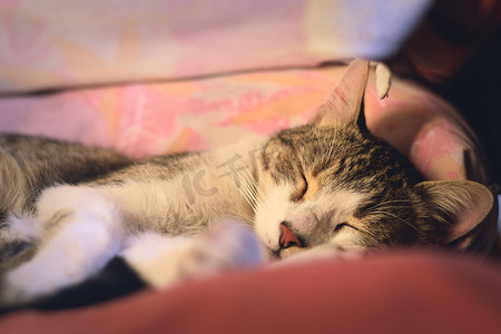 睡在沙发上的年轻、健康的家养虎斑猫。
