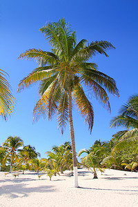 椰树白沙热带天堂