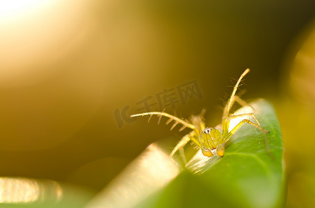 长腿摄影照片_绿色自然中的长腿蜘蛛