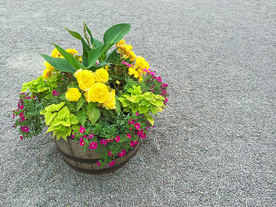 木桶中的五颜六色的花朵