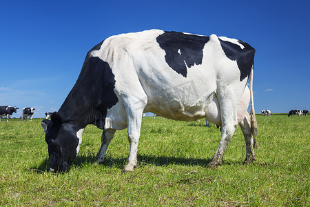在草地上吃草的白牛和黑牛