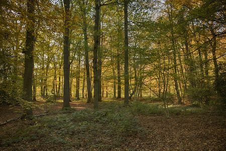 秋天的森林，如金红色和橙色