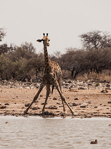 口渴的长颈鹿从水坑里喝水