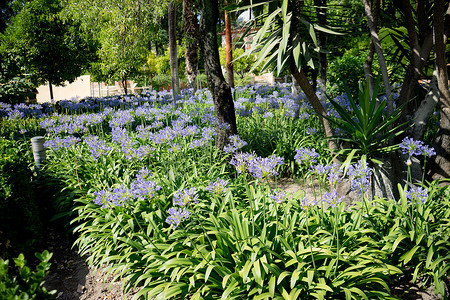 西班牙塞维利亚花园中的蓝色花卉植物和绿色植物，E