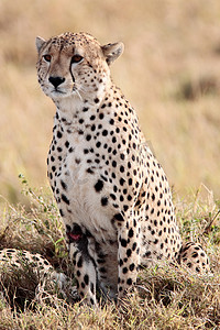 猎豹马赛马拉保护区 肯尼亚 非洲