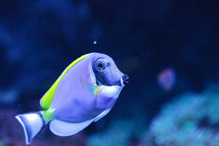 粉蓝塘鱼 Acanthurus leucosternon