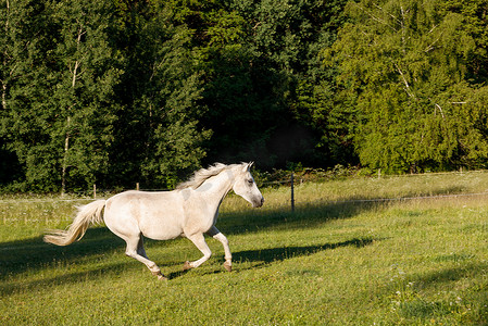 奔跑在春天牧场地草甸的白马
