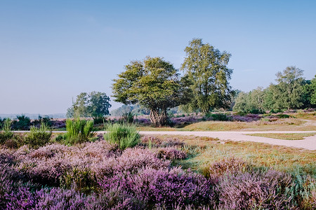 粉紫色摄影照片_荷兰盛开的石南花，荷兰韦斯特海德公园粉紫色山丘上阳光明媚的雾日出，日出期间荷兰盛开的石南花田