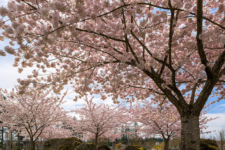 春天公园里的樱花树