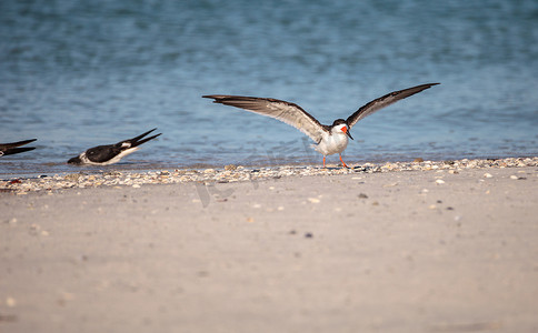 Clam 海滩上成群的黑色撇嘴燕鸥 Rynchops niger