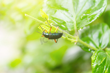 甲虫金属蛀木虫 Sphenoptera tamarisci beckeri