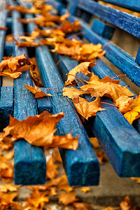 黄橙色秋枫叶在蓝色木凳上