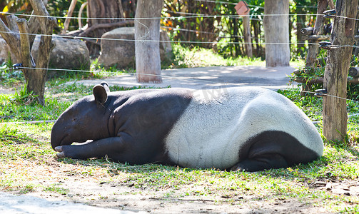 马来貘 (tapirus indicus)
