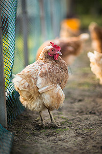 黑色的母鸡摄影照片_农场里的母鸡