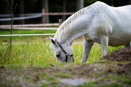 白色 Lipizzan 马在马厩里吃草