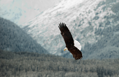 免费试用七天摄影照片_飞翔的白头鹰。