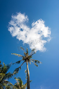 在晴朗的蓝色天空的漂亮的棕榈树与心云