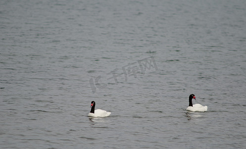 海面上的黑颈天鹅 Cygnus melancoryphus。