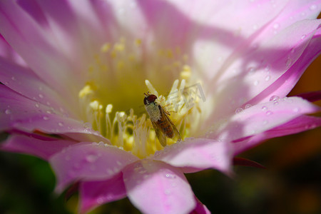 蜜蜂矢量摄影照片_花中的蜜蜂