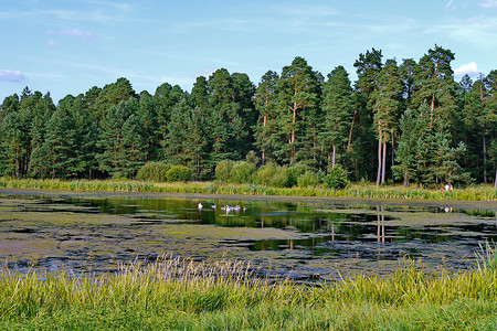 绿色土地树林摄影照片_一个池塘里长着睡莲，湖岸下有一片松树林，是夏日放松的好地方。