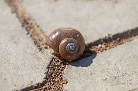蜗牛壳摄影照片_石路上水生蜗牛壳的特写