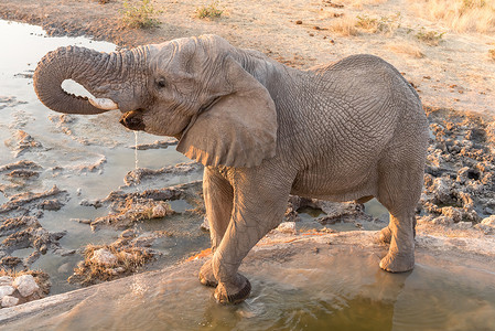 非洲大象在日落时喝水