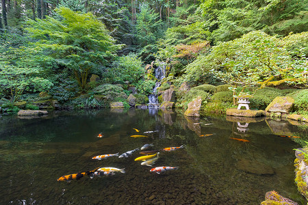 池塘瀑布摄影照片_日本花园瀑布池中的锦鲤
